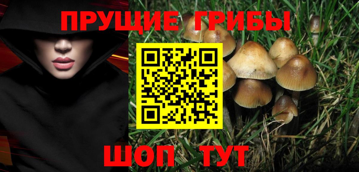 Псилоцибиновые грибы мицелий  Вход с VPN  Псилоцибиновые грибы Psilocybine cubensis  Будённовск 
